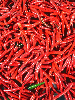 Red Chilli